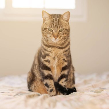 Evdeki yatakta yatan güzel kısa saçlı kedi.