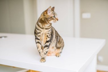 Kısa saç sevimli kedi evde meraklı ve snooping seyir