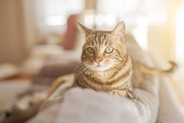 Hermoso Gato Pelo Corto Acostado Sofá Casa —  Fotos de Stock