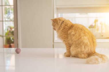 Güneşli bir günde evde mutfak masanın üzerinde yatan güzel kızıl uzun saçlarını kedi