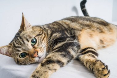 Evdeki yatakta yatan güzel kısa saçlı kedi.