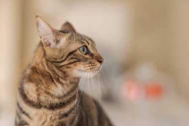 Evde beyaz masaya oturan güzel kısa saç kedi