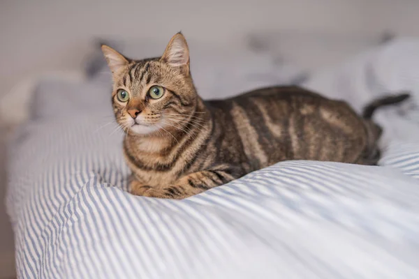 Schöne Kurzhaarkatze Liegt Hause Auf Dem Bett — Stockfoto