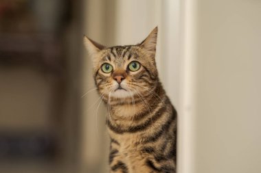 Evde beyaz masaya oturan güzel kısa saç kedi