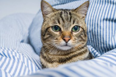 Evdeki yatakta yatan güzel kısa saçlı kedi.