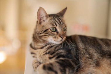 Güzel kısa saç kedi evde beyaz masanın üzerinde yatan