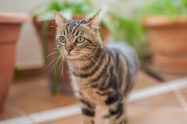 Güzel kısa saç kedi oynama ve ev bahçe katında yatan