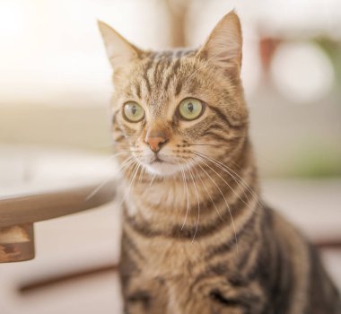 Güneşli bir günde dışarıda oynarken sandalyeye açık havada, Bahçe sittion şirin kısa saça