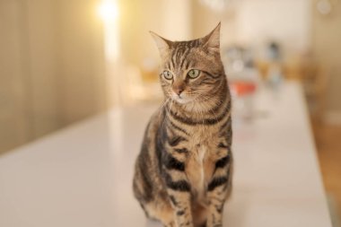 Evde beyaz masaya oturan güzel kısa saç kedi