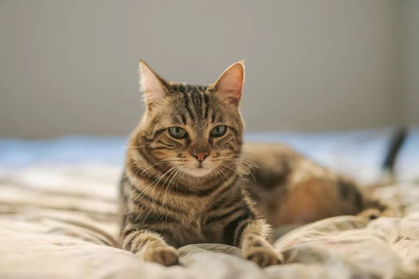 Schöne Kurzhaarkatze Liegt Hause Auf Dem Bett — Stockfoto