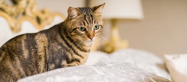 Hermoso Gato Pelo Corto Acostado Cama Casa — Foto de Stock