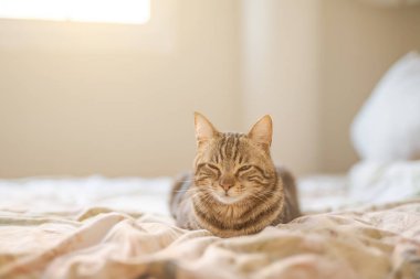 Evdeki yatakta yatan güzel kısa saçlı kedi.