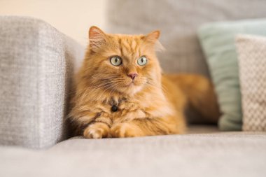 Güneşli bir günde evde kanepede yatan güzel kızıl uzun saçlarını kedi