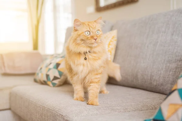 Hermoso Jengibre Pelo Largo Gato Acostado Sofá Día Soleado Casa —  Fotos de Stock