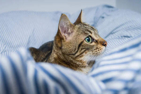 Vacker Kort Hår Katt Liggande Sängen Hemma — Stockfoto