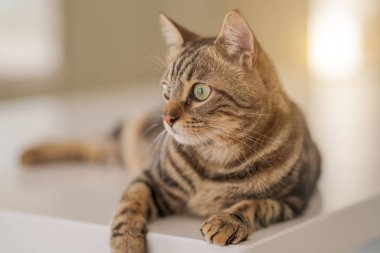 Güzel kısa saç kedi evde beyaz masanın üzerinde yatan