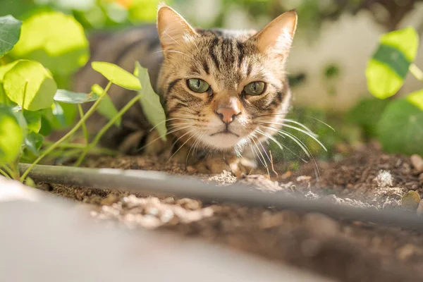 Schöne Kurzhaarkatze Spielt Mit Pflanzen Garten Einem Sonnigen Tag Hause — Stockfoto