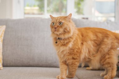 Güneşli bir günde evde kanepede yatan güzel kızıl uzun saçlarını kedi