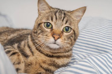 Evdeki yatakta yatan güzel kısa saçlı kedi.