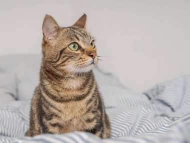 Evdeki yatakta yatan güzel kısa saçlı kedi.