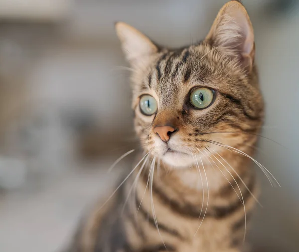 Lindo Pelo Corto Gato Buscando Curioso Husmeando Casa —  Fotos de Stock