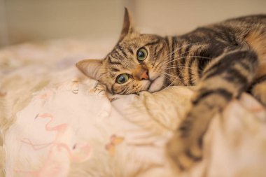 Evdeki yatakta yatan güzel kısa saçlı kedi.