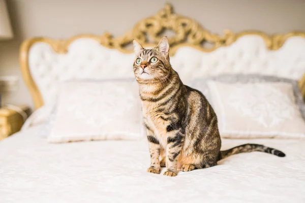 Hermoso Gato Pelo Corto Acostado Cama Casa — Foto de Stock