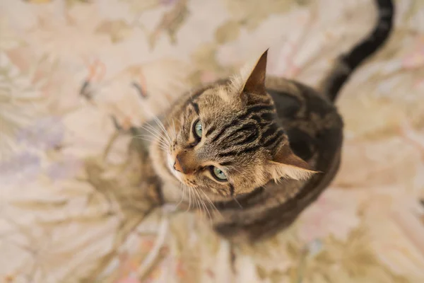 Hermoso Gato Pelo Corto Acostado Cama Casa —  Fotos de Stock