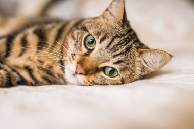 Evdeki yatakta yatan güzel kısa saçlı kedi.