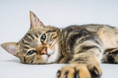 Evdeki yatakta yatan güzel kısa saçlı kedi.