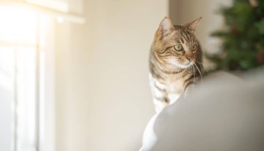 Güzel kısa saç kedi evde kanepede yalan