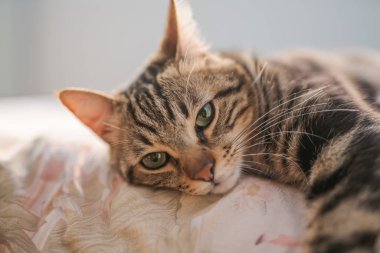 Evdeki yatakta yatan güzel kısa saçlı kedi.