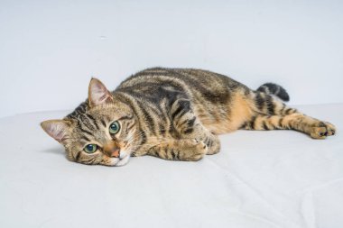 Evdeki yatakta yatan güzel kısa saçlı kedi.