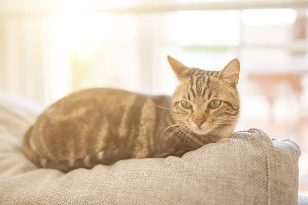 Όμορφη Σύντομη Μαλλιά Γάτα Ξαπλωμένη Στον Καναπέ Στο Σπίτι — Φωτογραφία Αρχείου