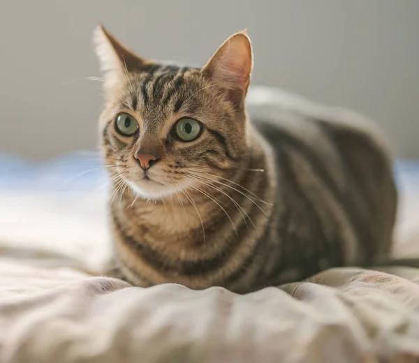 Mooi Kort Haar Kat Liggend Het Bed Thuis — Stockfoto