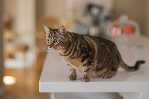 Bellissimo Gatto Pelo Corto Seduto Sul Tavolo Bianco Casa — Foto Stock