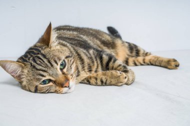 Evdeki yatakta yatan güzel kısa saçlı kedi.