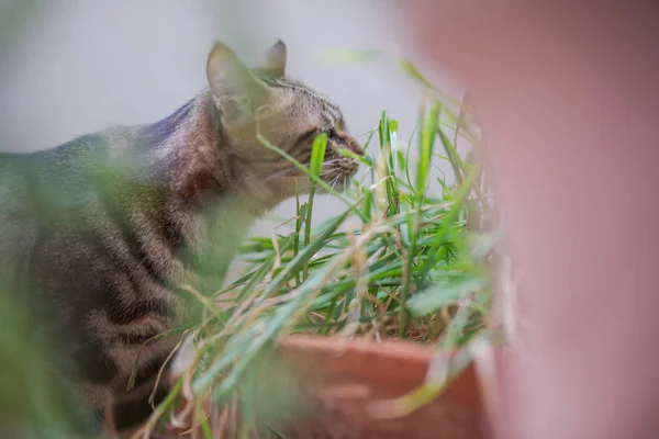 Короткошерстная Кошка Играет Растениями Саду Солнечный День Дома — стоковое фото