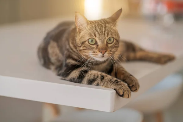 Bellissimo Gatto Pelo Corto Sdraiato Sul Tavolo Bianco Casa — Foto Stock
