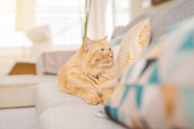 Güneşli bir günde evde kanepede yatan güzel kızıl uzun saçlarını kedi