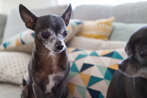 Chihuahuas Pequeno Bonito Bonito Sentado Sofá Casa — Fotografia de Stock