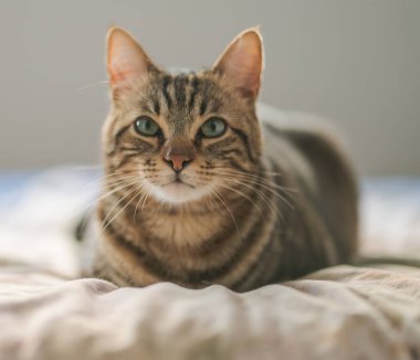 Evdeki yatakta yatan güzel kısa saçlı kedi.