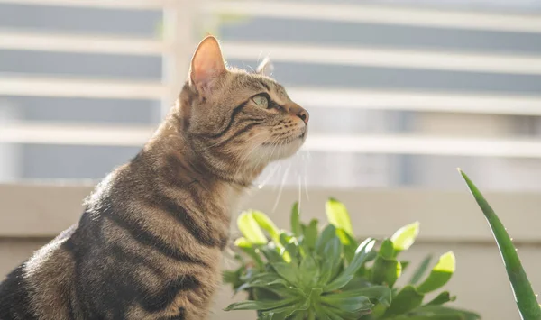 Schöne Kurzhaarkatze Spielt Mit Pflanzen Garten Einem Sonnigen Tag Hause — Stockfoto