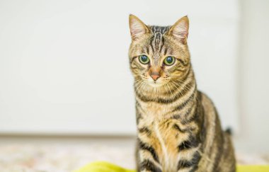 Evdeki yatakta yatan güzel kısa saçlı kedi.