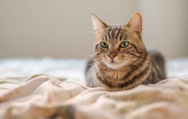 Evdeki yatakta yatan güzel kısa saçlı kedi.