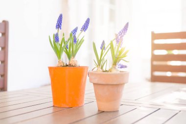 Güneşli bir günde bir pot güzel mavi Muscari çiçek