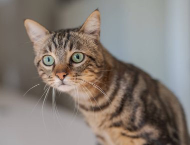 Kısa saç sevimli kedi evde meraklı ve snooping seyir