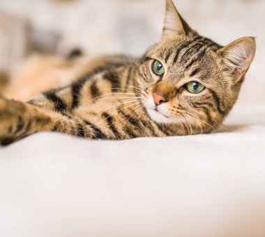 Evdeki yatakta yatan güzel kısa saçlı kedi.