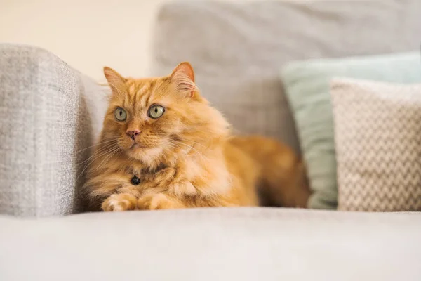 美丽的生姜长毛猫躺在沙发上一个阳光明媚的日子在家里 — 图库照片