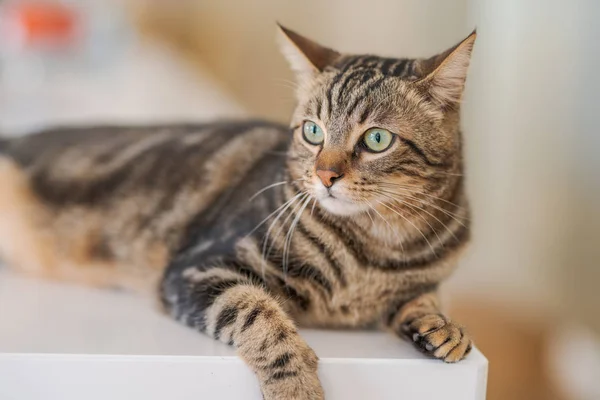 Beau Chat Cheveux Courts Couché Sur Une Table Blanche Maison — Photo